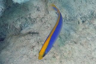 Pseudochromis flavivertex - Gelbrücken-Zwergbarsch (Gelbblauer Zwergbarsch)